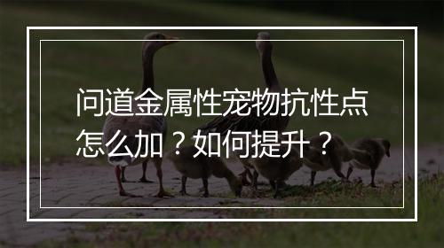 问道金属性宠物抗性点怎么加？如何提升？